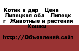 Котик в дар › Цена ­ 10 - Липецкая обл., Липецк г. Животные и растения » Кошки   